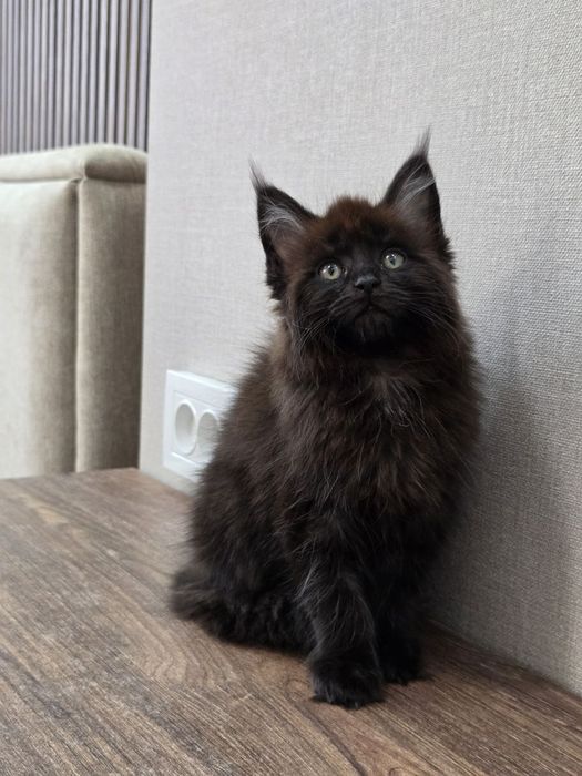 Мейн-кун девочка