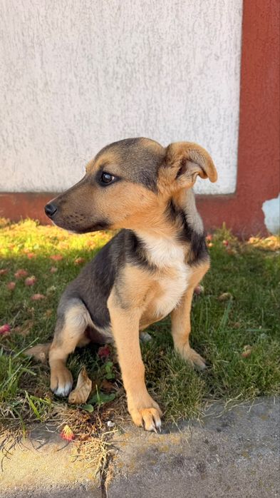 Adoptie catel Luna