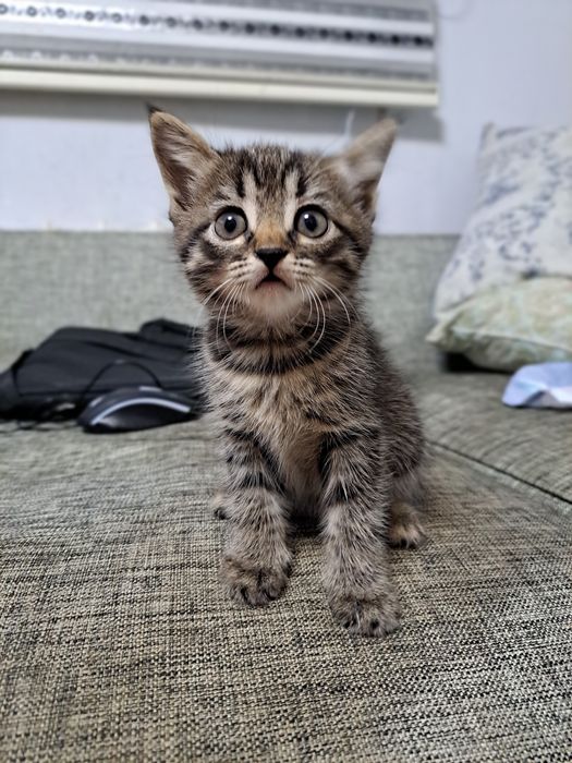 Котята кошки мысык