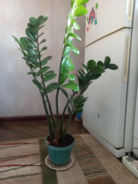 Доллорывый гүлдер.