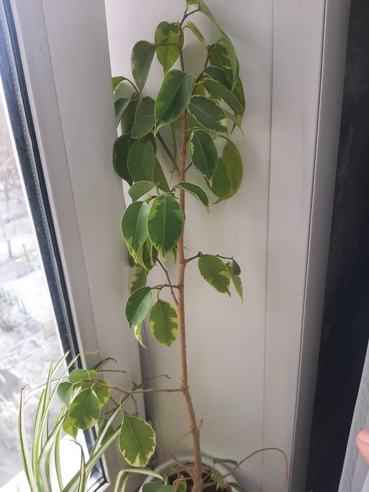 Продам цветы разные