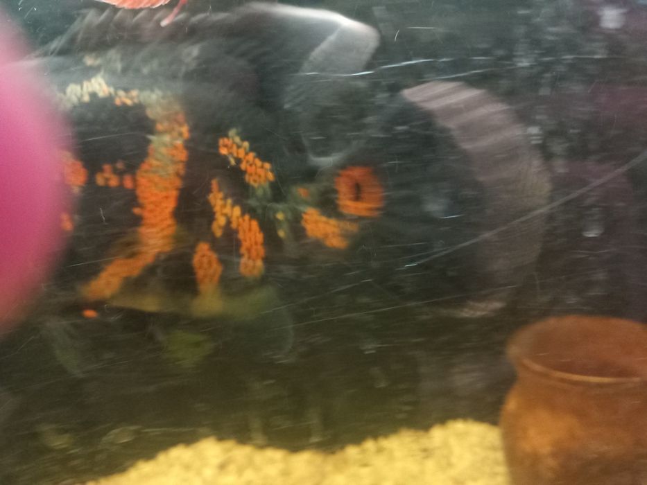 Продается Астронатус