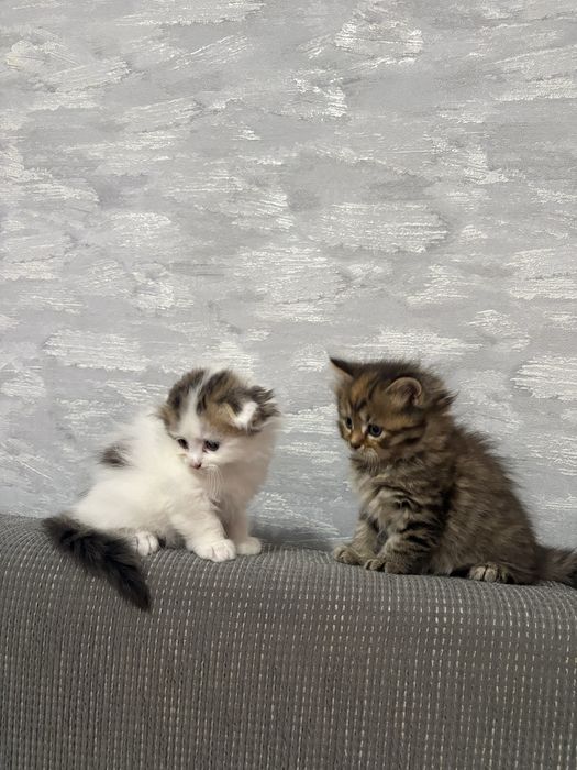 Отдам котят,в добрые руки