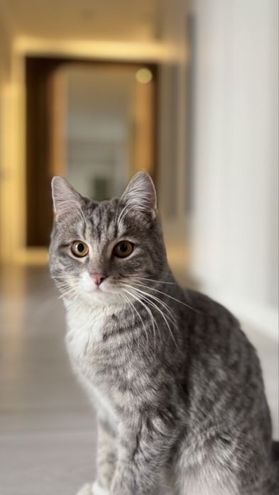 Котенок мальчик 7 мес. в добрые руки