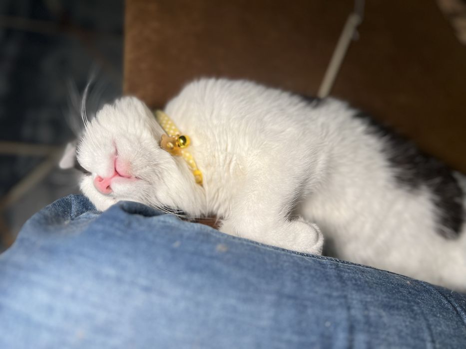 Очень тактильный котик в добрые руки