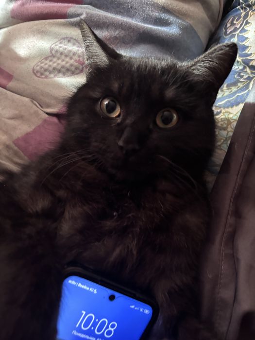 Котик в добрые руки