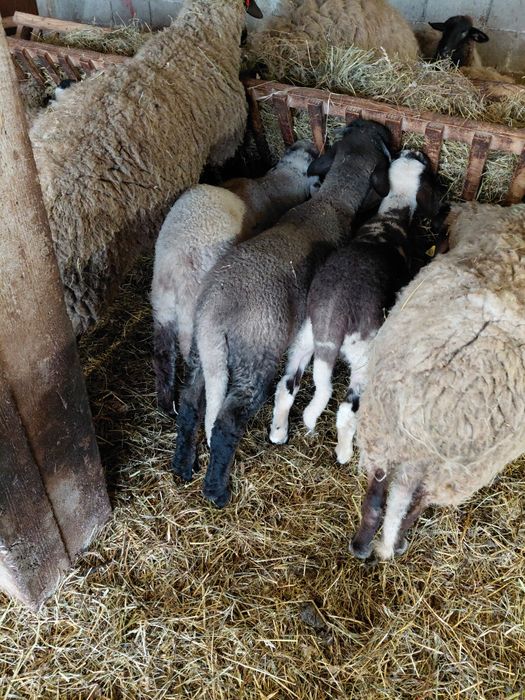 Vând miei de Paște sau de prasila