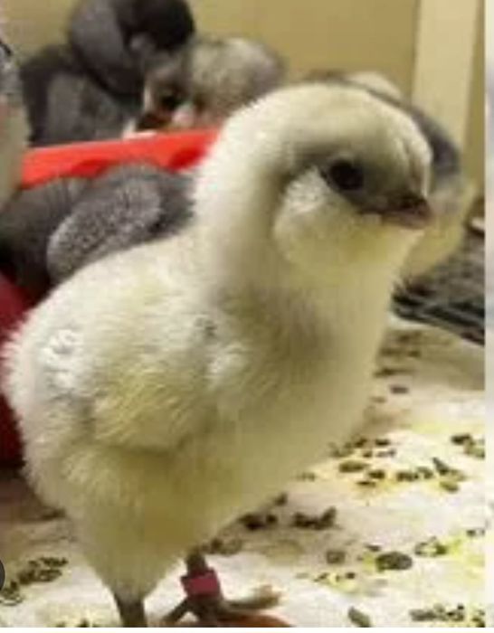 Цыплята амераукана