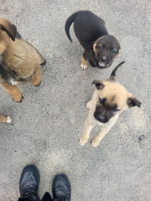 Щенки бесплатно Гульдала