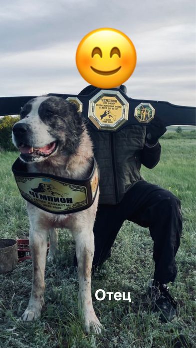 Продам алабай тяж