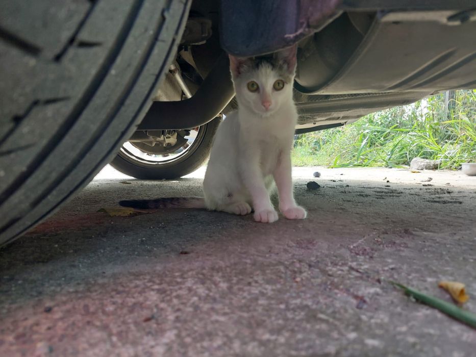 Pui de pisică spre adopție – 2-3 luni