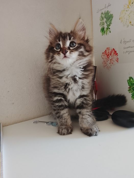 Отдам котят в добрые руки