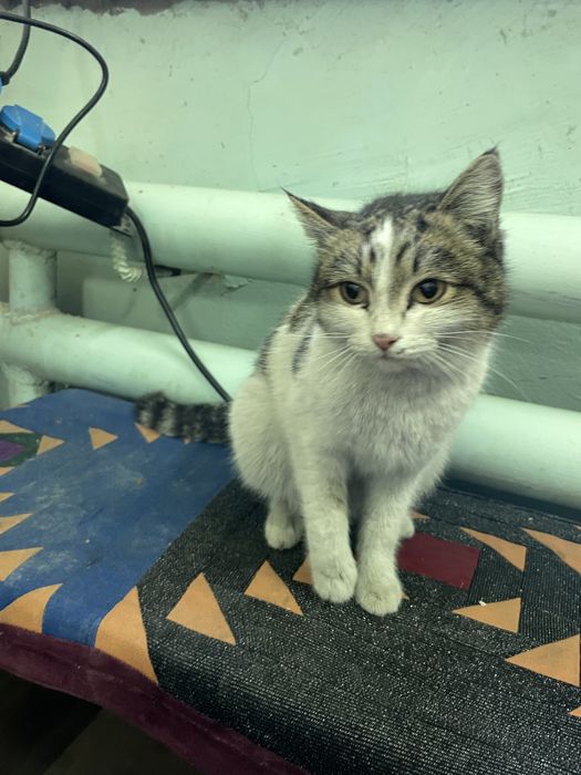 Найдена кошка, верну хозяивам