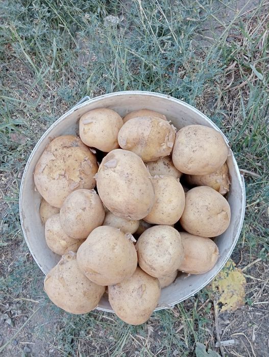 Картошка картофель