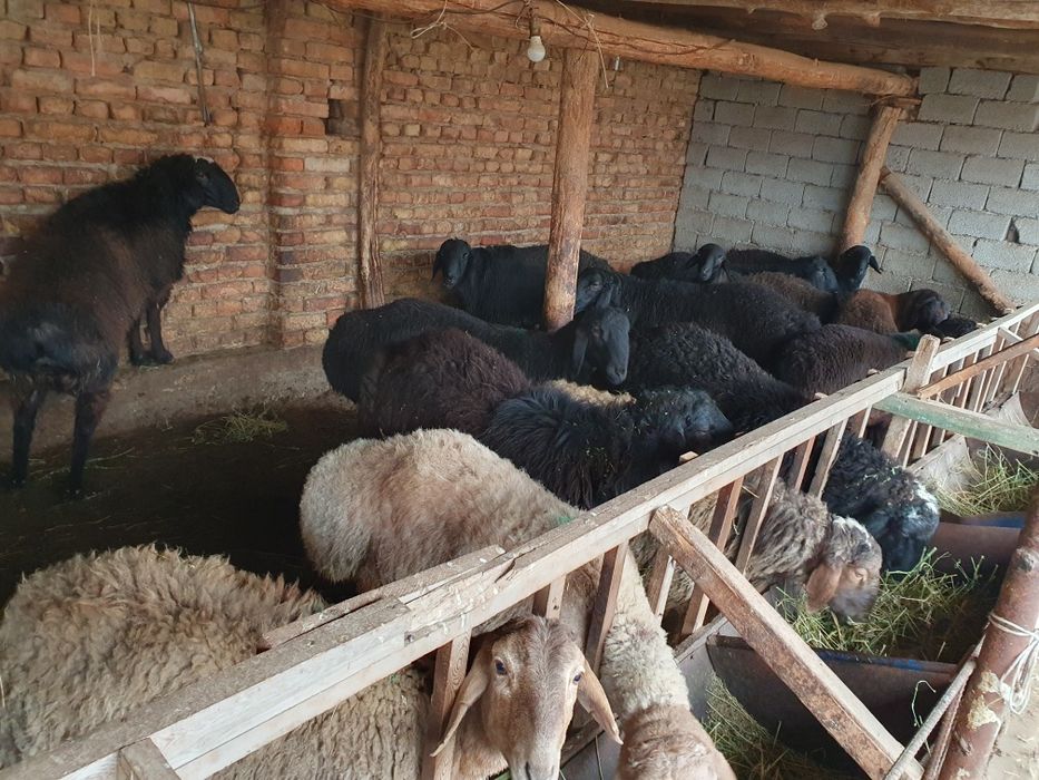 Husori Qo'yla  20 dona  12 oyli