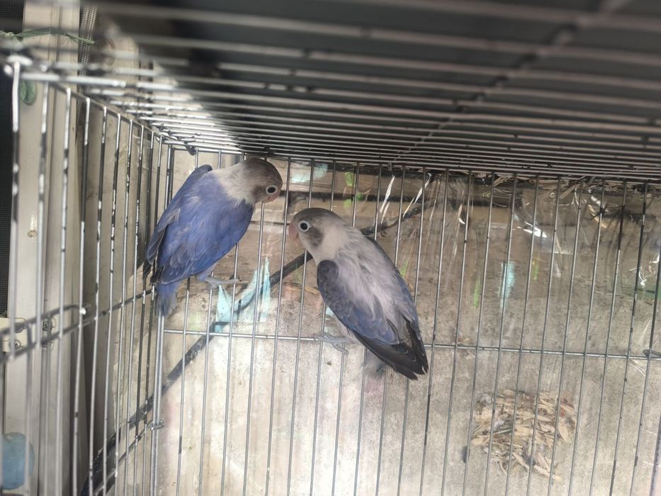 Продаются волнистые