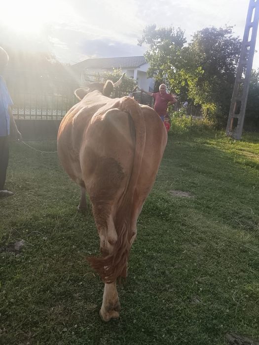 Vând vacă baltata românească de 10 ani