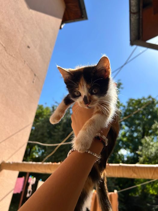 Подарявам котенца