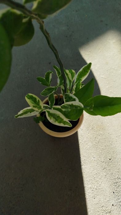 Продаются комнатные растения