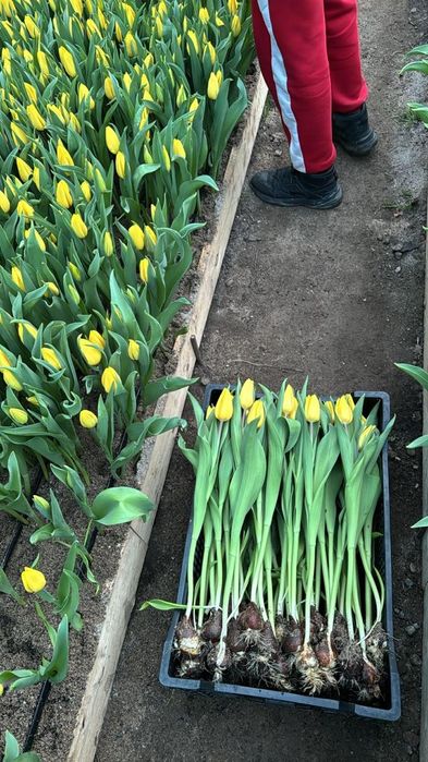 Тюльпаны тепличный Алматы