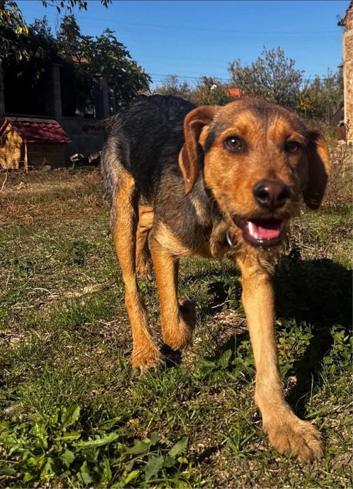 Бараче и Гонче търсят спешно дом