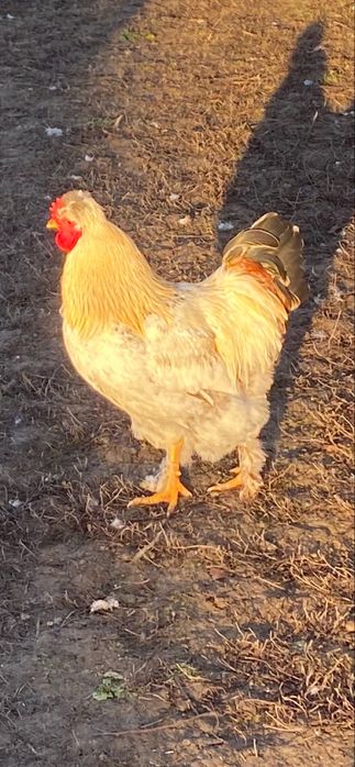 Vand Cocos Motat Incaltat