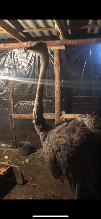 Страус сатылады