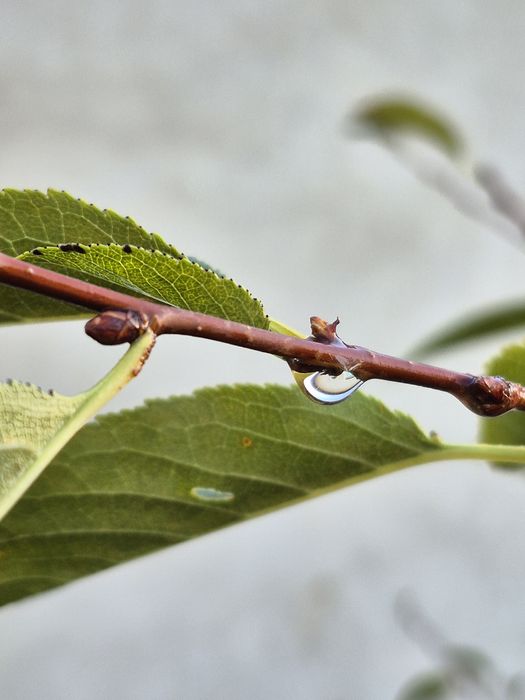 Nikon D5200 фотоаппарат