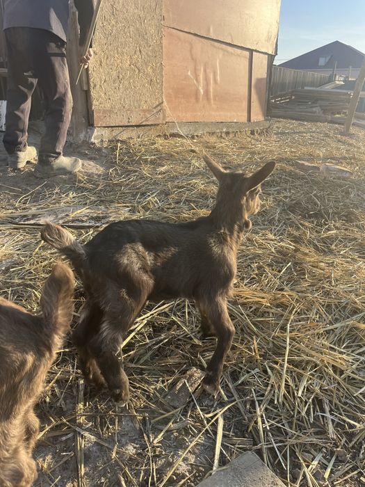 Еркек Лақтар сатылады таза қанды альпий тұқымды анасы 2,5 л сүт береді