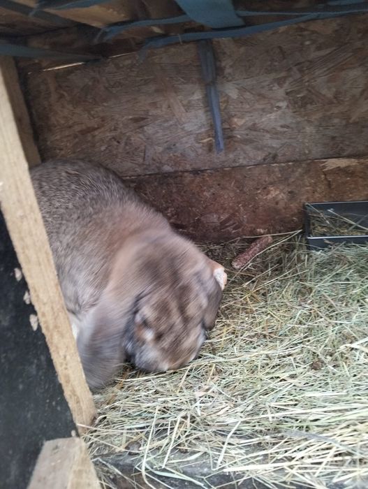 Vând  sau schimb iepuri berbec german