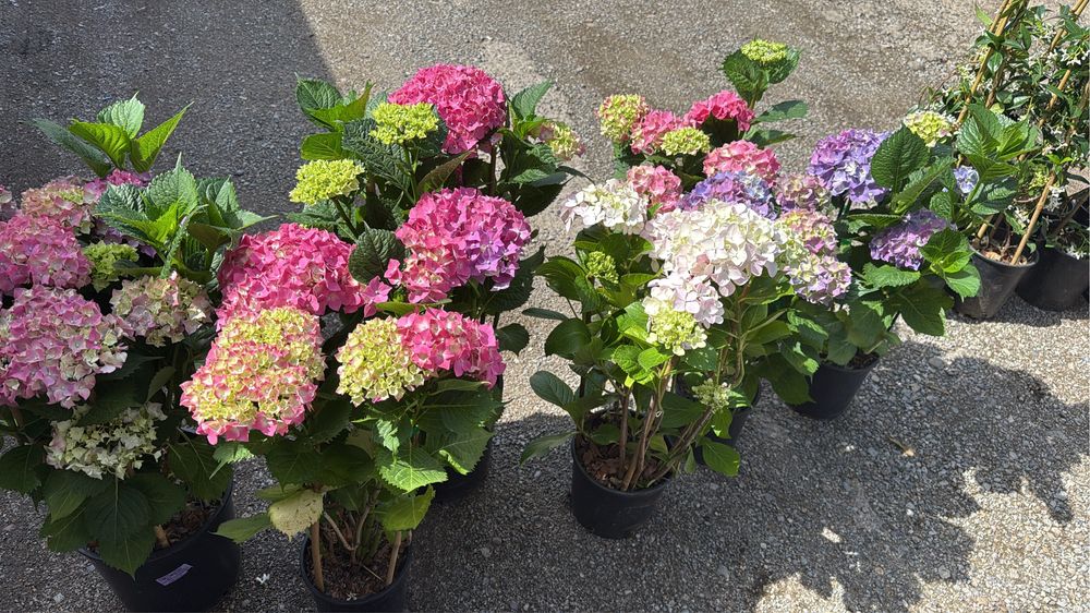 Градинска хортензия (Hydrangea) – едри цъфтящи растения