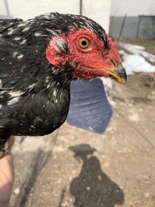 Продам даканиху чистая китаянка