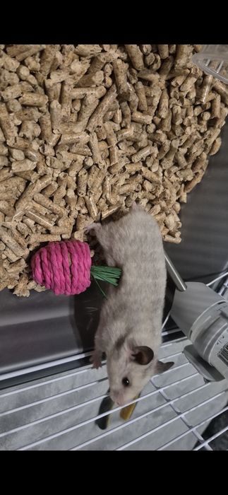 Hamster Sirian Femelă