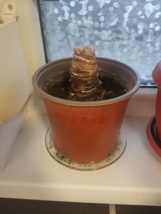 Crin Imperial, culoarea rosu.