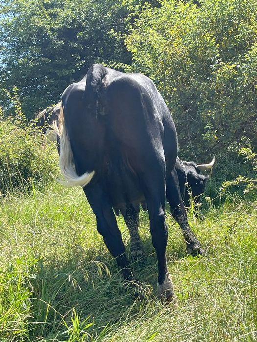 Vaca disponibila
