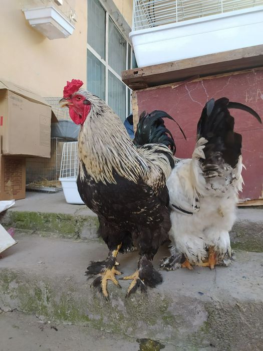 Брама питух. Brama xo'roz