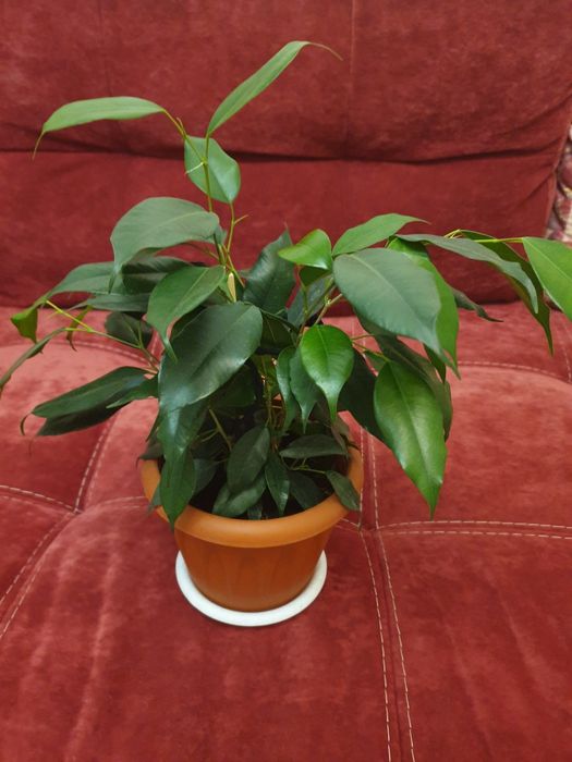 фикус и традесканция