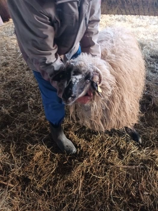 Vând 6 oi și o 2 noatine