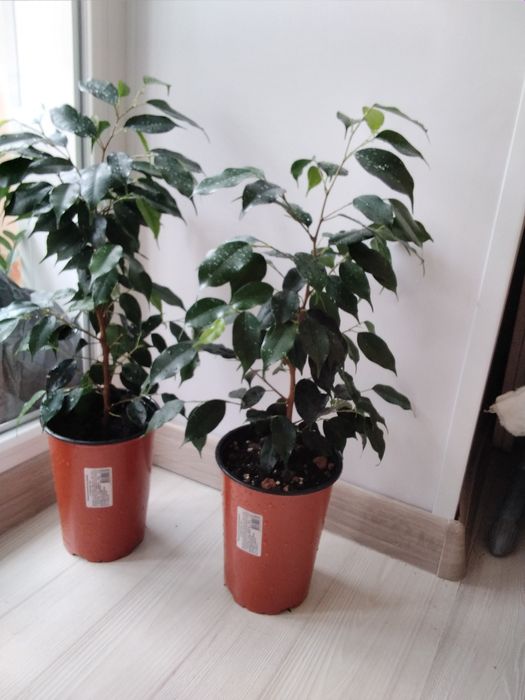 Продам комнатные цветы!