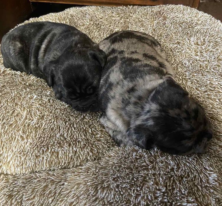 Кученца Френски булдог