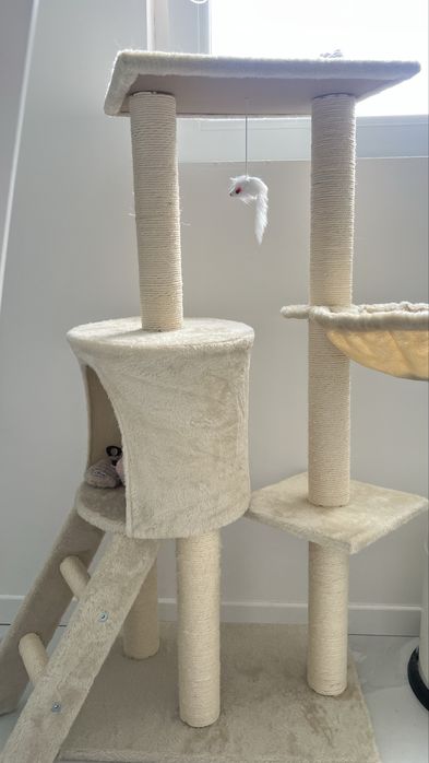 Ansamblu catarat pisici