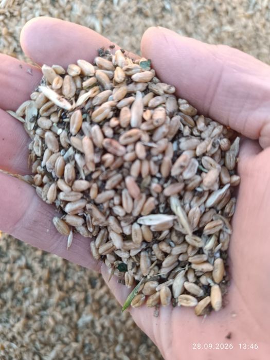Продам зерно из под комбайна.