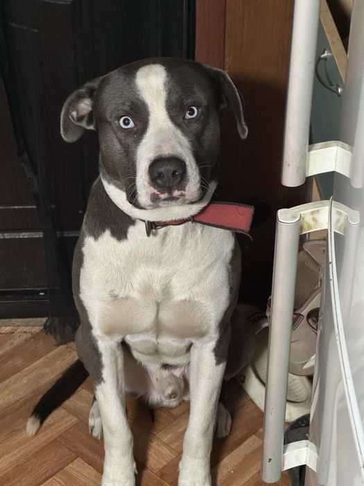 Кобель ищет суку