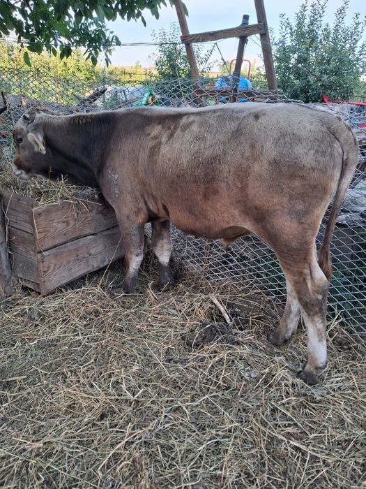 Vind vitel rasă brună in jur de 400kg
