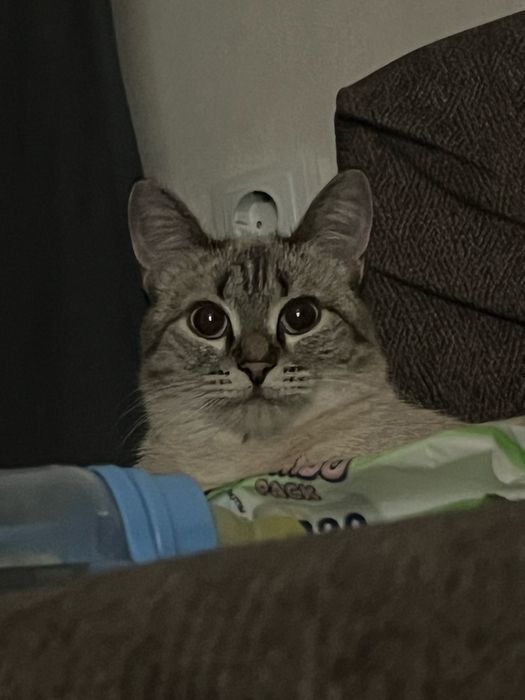 Отдам кошку в добрые руки
