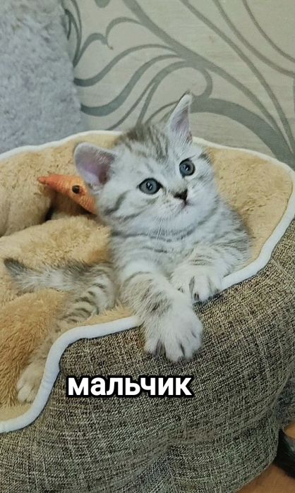 Британские котята