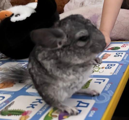 Шиншилла мальчик 3 месяца весит 300гр очень ласковый