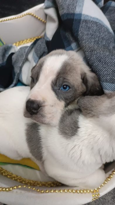 Продам щенков американский бультерьер