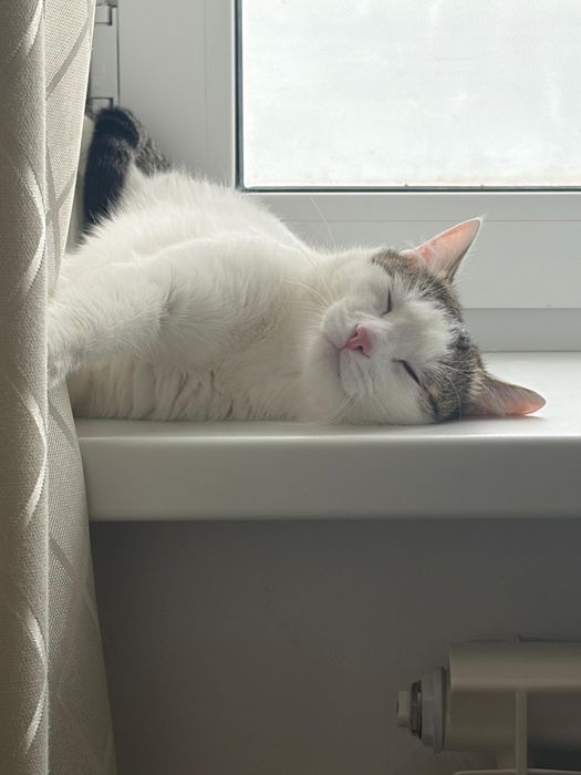 Отдам в хорошие руки кота