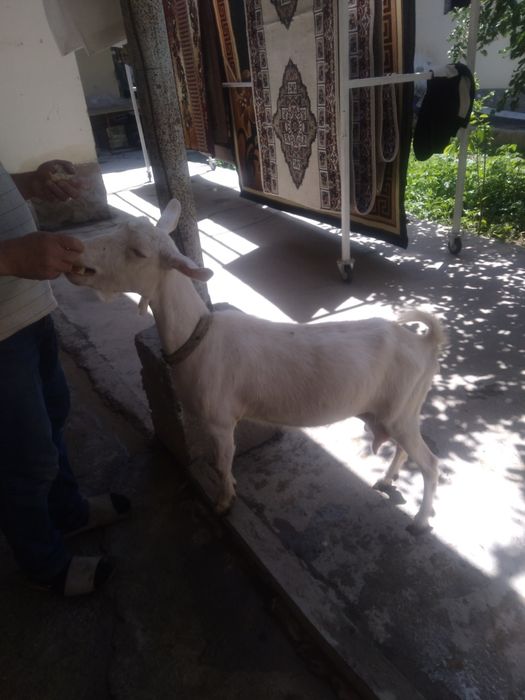 Ечки сотувдаьььб